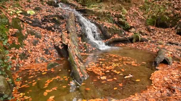 Malý Potok Lese Podzim Mokré Nažloutlé Listy Stromů — Stock video