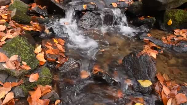 秋の森の中の小さな小川 湿った黄色の木の葉 — ストック動画