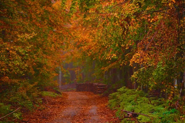 Automne Route Brumeuse Dans Forêt Tunnel Arboré — Photo