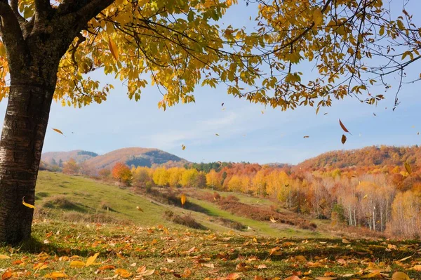 Uma Árvore Caduca Temporada Outono Uma Floresta Colorida Fundo — Fotografia de Stock