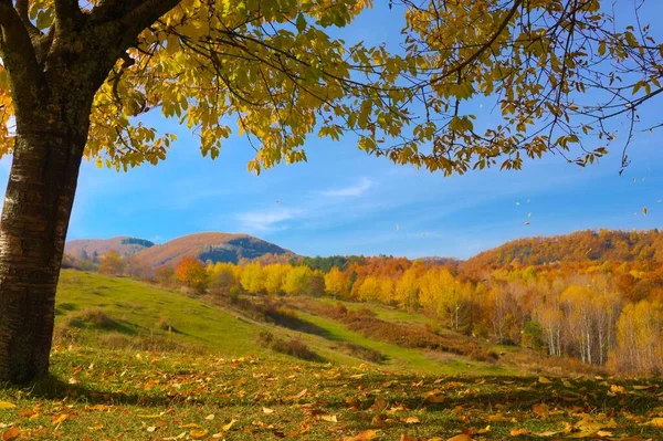 Ciel Bleu Montagnes Colorées Fond Arbre Automne — Photo