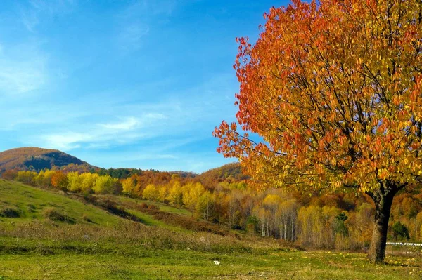 Ciel Bleu Montagnes Colorées Fond Arbre Automne — Photo