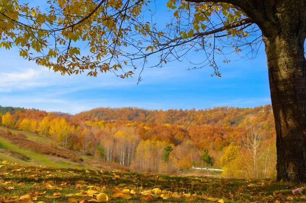 Céu Azul Montanhas Coloridas Fundo Árvore Outono — Fotografia de Stock