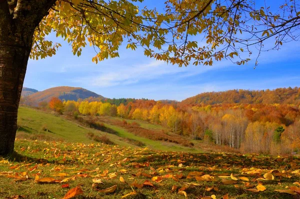 Ciel Bleu Montagnes Colorées Fond Arbre Automne — Photo