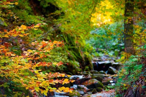 紅葉の季節の流れによる色とりどりの木や苔むした石の背景 — ストック写真