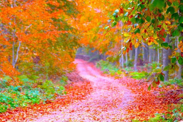 Tło Kolorowych Drzew Krętych Dróg Leśnych Lesie Jesienią — Zdjęcie stockowe