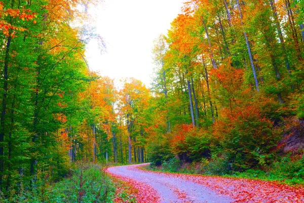 Fundo Árvores Coloridas Estrada Florestal Sinuosa Floresta Temporada Outono — Fotografia de Stock