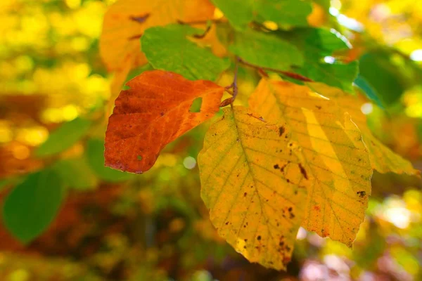 Bunte Blätter Hintergrund Auf Baum — Stockfoto