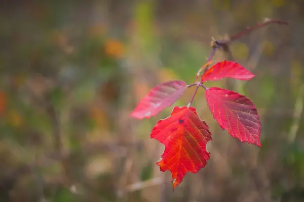 Bunte Blätter Herbst — Stockfoto