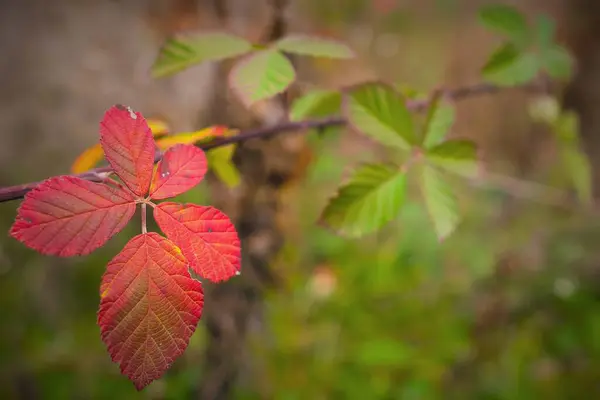 Bunte Blätter Herbst — Stockfoto