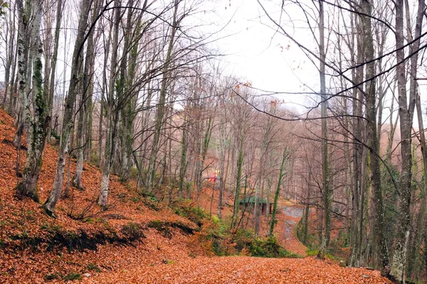 秋の落葉樹林と森林景観背景 — ストック写真