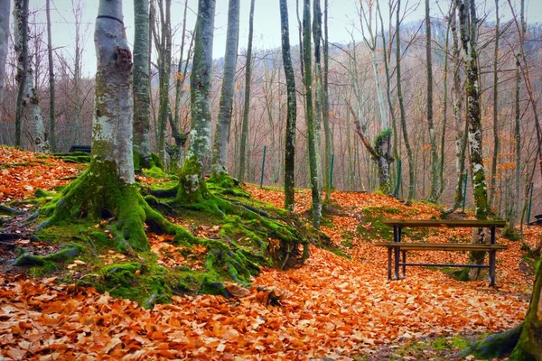 Outono Árvores Caducas Paisagem Florestal Fundo — Fotografia de Stock