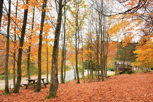 Estrada Árvores Coloridas Folhosas Floresta Outono — Fotografia de Stock