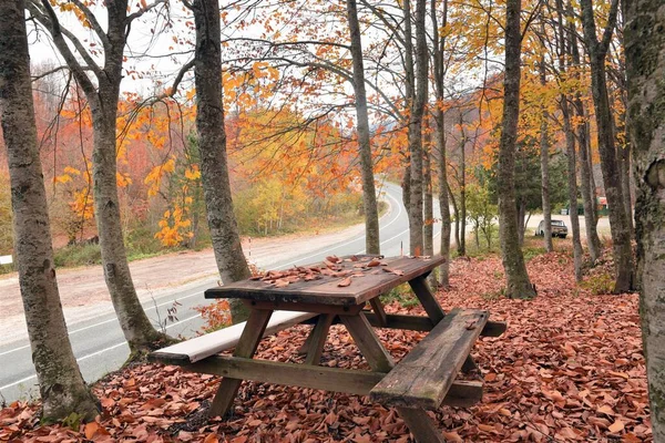 秋の森の中の道路や紅葉の木々 — ストック写真