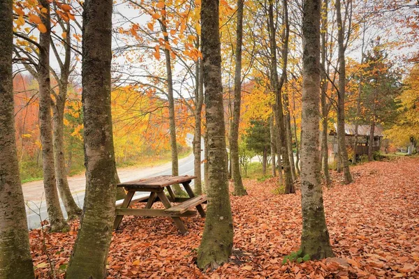 Estrada Árvores Coloridas Folhosas Floresta Outono — Fotografia de Stock