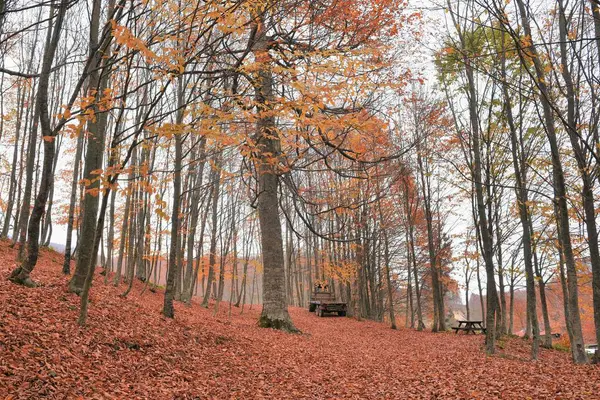 Drogowe Liściaste Kolorowe Drzewa Jesiennym Lesie — Zdjęcie stockowe
