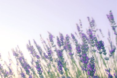 Gün batımında lavantaların yakın plan planı