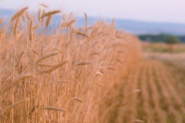 Rüzgarda altın sarısı buğday kulakları