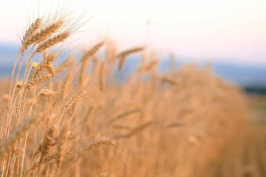 Rüzgarda altın sarısı buğday kulakları