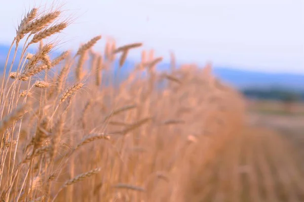 Rüzgarda Altın Sarısı Buğday Kulakları — Stok fotoğraf