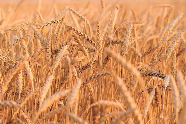 Orecchie Grano Giallo Dorato Vento — Foto Stock