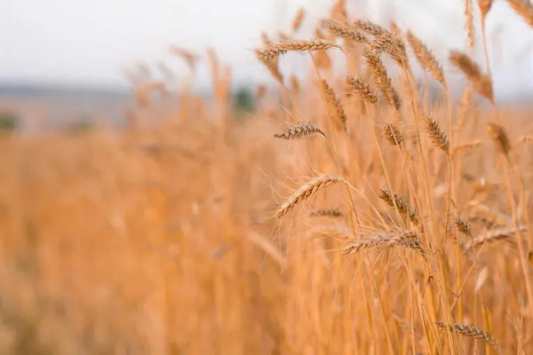 Orecchie Grano Giallo Dorato Vento — Foto Stock