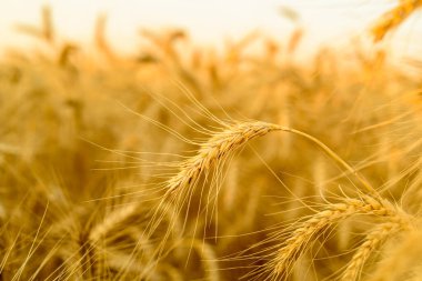 Gün batımında altın buğday kulaklarının yakın çekimi