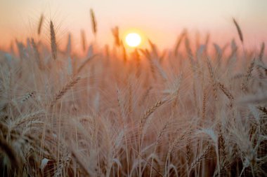 Gün batımında buğday tarlasına ve buğday kulaklarına yakın çekim