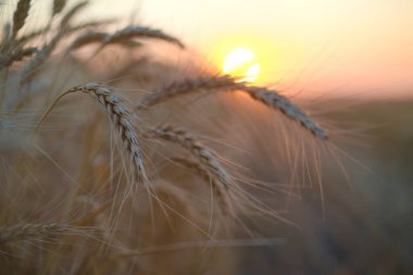 Gün batımında buğday tarlasına ve buğday kulaklarına yakın çekim