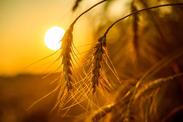 Κοντινό Πλάνο Των Χρυσών Αυτιών Σιταριού Στο Ηλιοβασίλεμα — Φωτογραφία Αρχείου