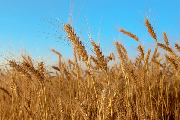 Mavi Gökyüzü Arkaplan Buğday Tarlası Buğday Kulakları Yakın Plan — Stok fotoğraf