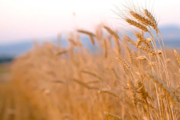 Gün Batımında Buğday Tarlasına Buğday Kulaklarına Yakın Çekim — Stok fotoğraf