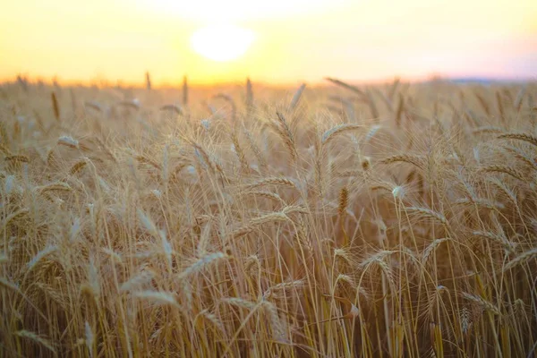 Primer Plano Del Campo Trigo Las Espigas Trigo Atardecer —  Fotos de Stock