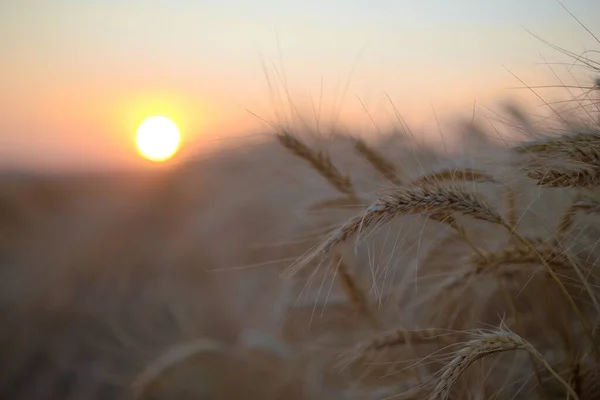 Primer Plano Del Campo Trigo Las Espigas Trigo Atardecer —  Fotos de Stock