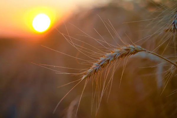 Primer Plano Del Campo Trigo Las Espigas Trigo Atardecer —  Fotos de Stock