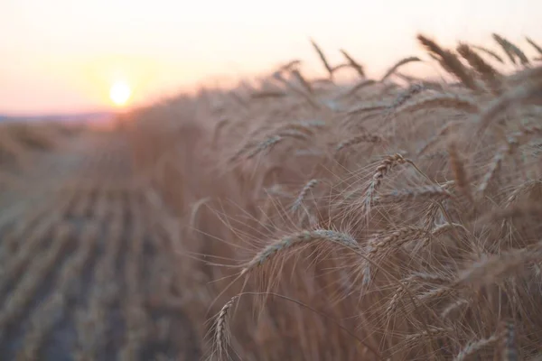 Primer Plano Del Campo Trigo Las Espigas Trigo Atardecer —  Fotos de Stock