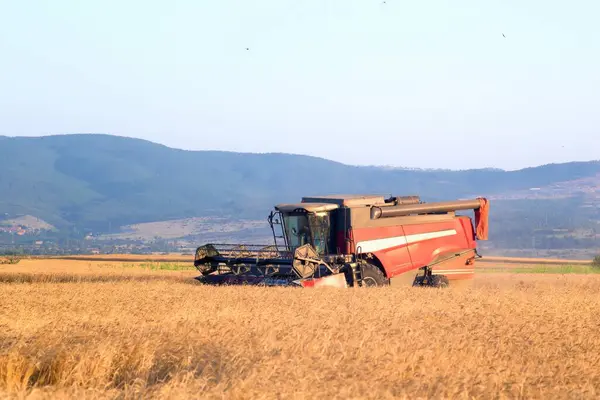 Colore Rosso Combinare Mietitrebbia Lavorando Nel Campo — Foto Stock