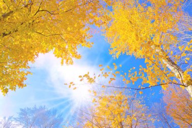 Sonbahar manzarası, mavi gökyüzü ve sarı ağaç dalları arasından süzülen güneş ışığı.