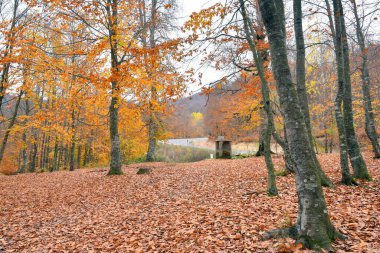 Renkli ağaç dalları ve ormandaki yol kenarı dinlenme alanı 