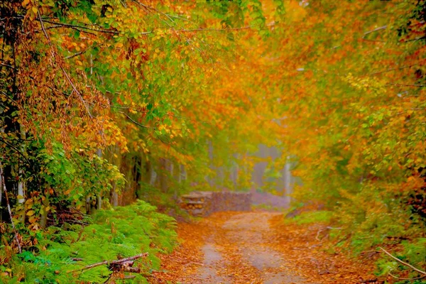 Kolorowe Gałęzie Drzew Ścieżka Leśna Lesie Jesienią — Zdjęcie stockowe