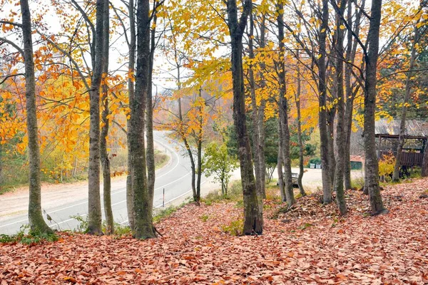 Färgglada Träd Grenar Och Vägkanten Viloplats Skogen — Stockfoto