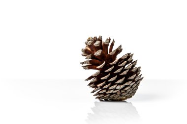 Kahverengi kozalak beyaz arkaplanda izole