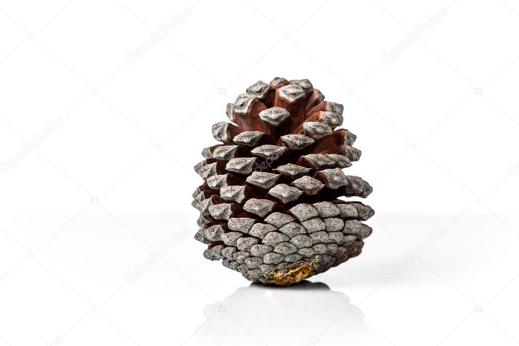 Brown pine cone on white background