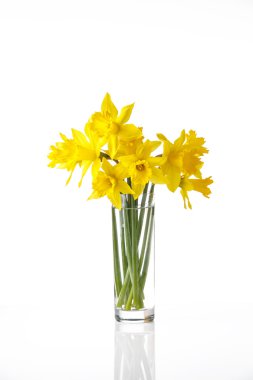 Beyaz arka plan üzerinde izole bağlı nergis çiçekleri