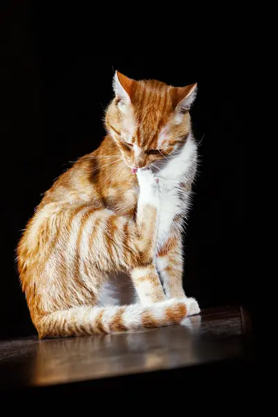 O gato Ginger lava em um fundo preto — Fotografia de Stock