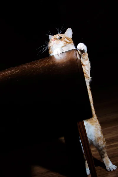 Unny ginger tabby cat looking up from the table – stockfoto