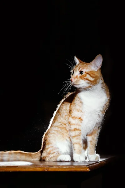 Gengibre gengibre gato tigrado em uma tabela — Fotografia de Stock