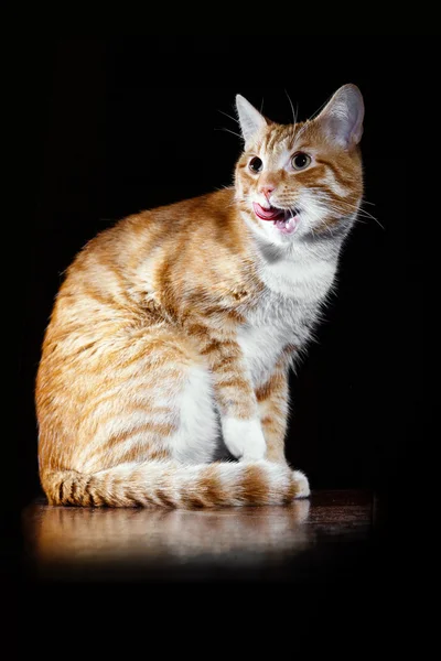 A cabeça de lamber o lábios gato tigrado Ginger — Fotografia de Stock