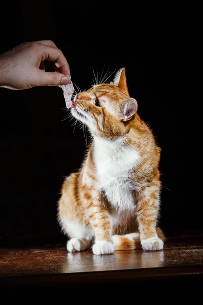Lindo gato ruivo, comendo com as mãos — Fotografia de Stock