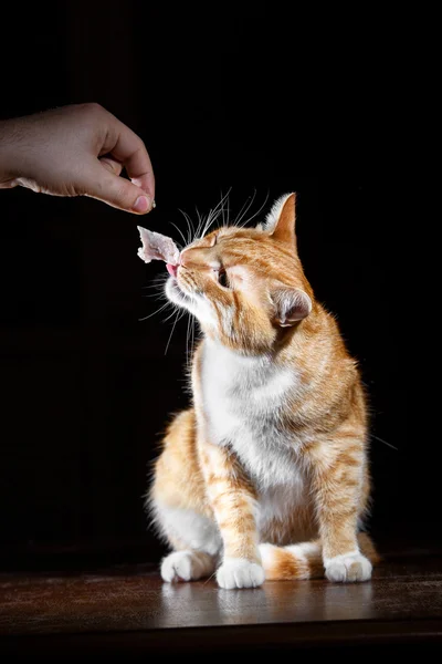 Lindo gato ruivo, comendo com as mãos — Fotografia de Stock